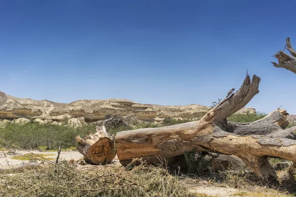 Un tronc d'arbre géant est tombé dans l'oasis du désert de Namibe. L'Afrique. Angola . — Photo