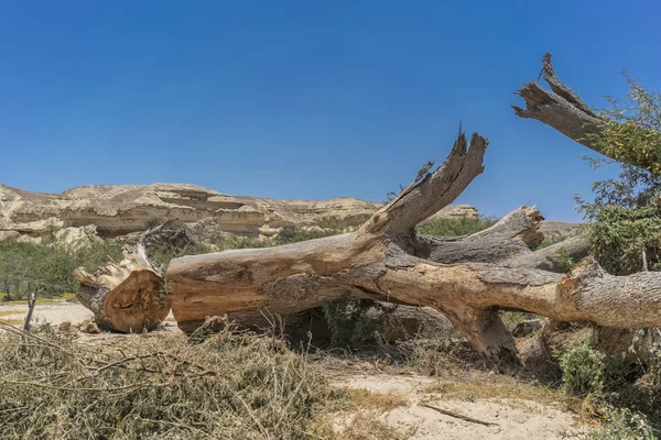 In der Oase der Namibe-Wüste stürzte ein riesiger Baumstamm um. Afrika. angola.Ein riesiger Baumstamm ist in der Oase der namib-Wüste umgestürzt. Afrika. Angola. — Stockfoto