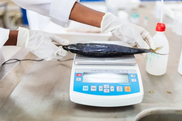 Peixes a pesar em laboratório, balança e mãos de cientistas . — Fotografia de Stock