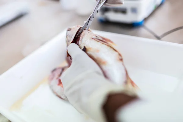 Peixes a testar em laboratório, tesouras . — Fotografia de Stock