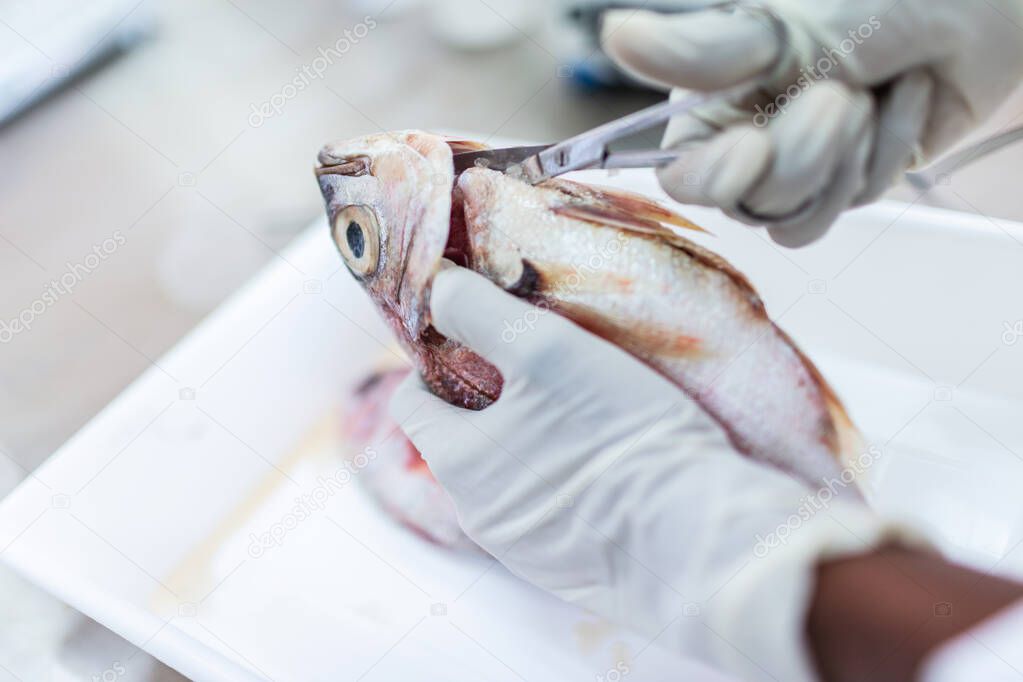 Fish to be tested in the laboratory, scissors.