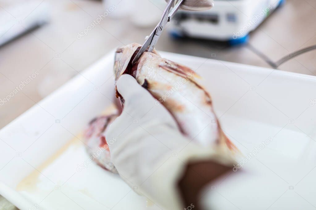 Fish to be tested in the laboratory, scissors.