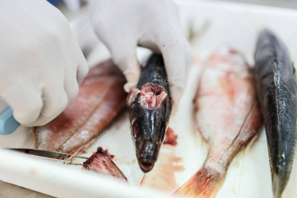 Fish to be tested in the laboratory, scissors.
