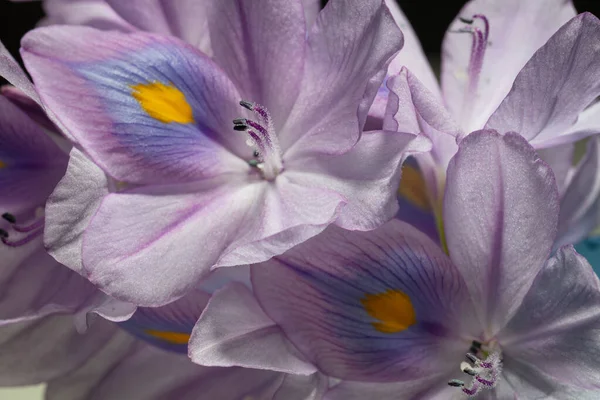 Макро Фото Красивої Квітки Thylmitra Latiloba — стокове фото