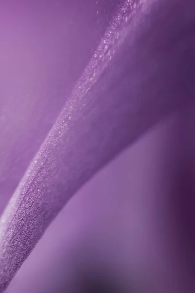 Ультра Макро Детальна Фотографія Рожевого Рослинного Листа — стокове фото