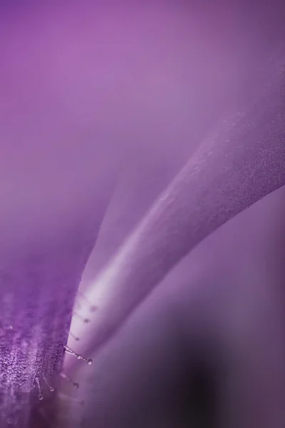 Pembe Bitki Yaprağının Ultra Makro Detaylı Fotoğrafı — Stok fotoğraf
