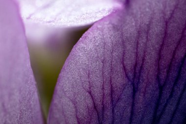 Bitki yaprağının egzotik renklerdeki ultra makro fotoğrafı.