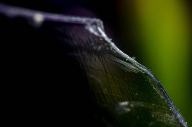 Bitki yaprağının egzotik renklerdeki ultra makro fotoğrafı.