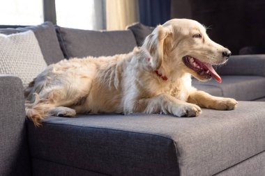 Golden retriever köpeği 