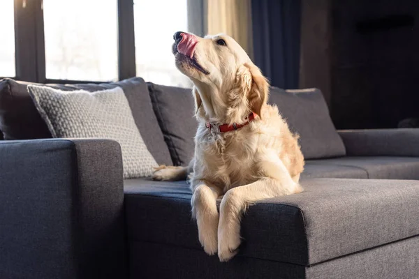 Golden retriever anjing — Stok Foto