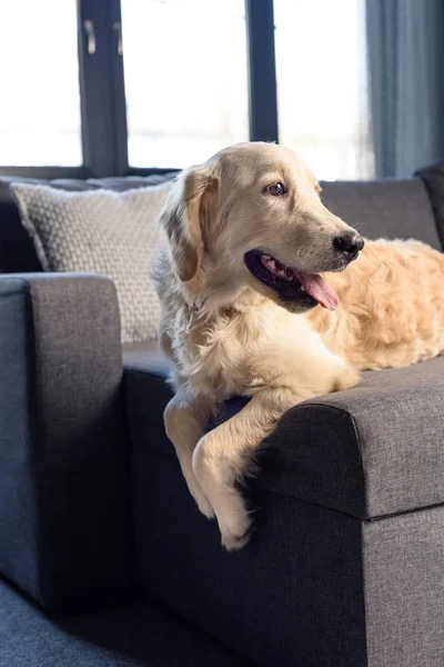 Câine de aur retriever — Fotografie, imagine de stoc