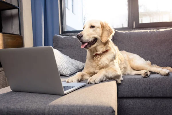 Gouden retriever hond — Stockfoto