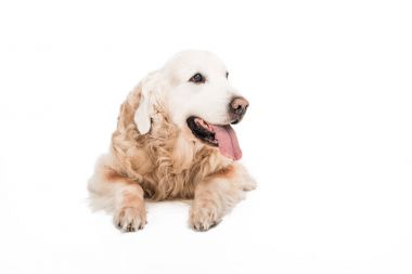 Golden retriever köpeği