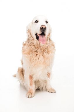 Köpek.