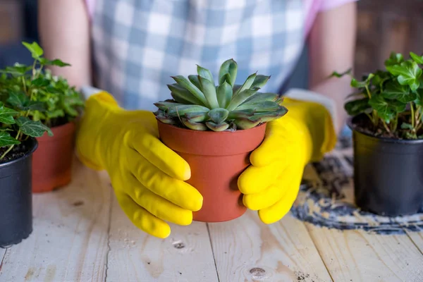 Frau hält Pflanze im Blumentopf — Stockfoto