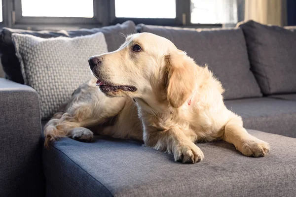 Golden retriever dog — Stock Photo