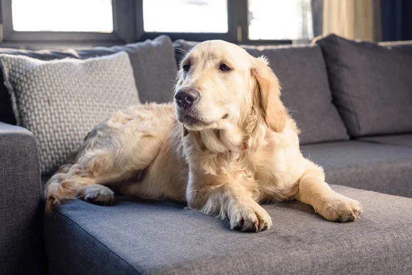 Golden retriever dog — Stock Photo