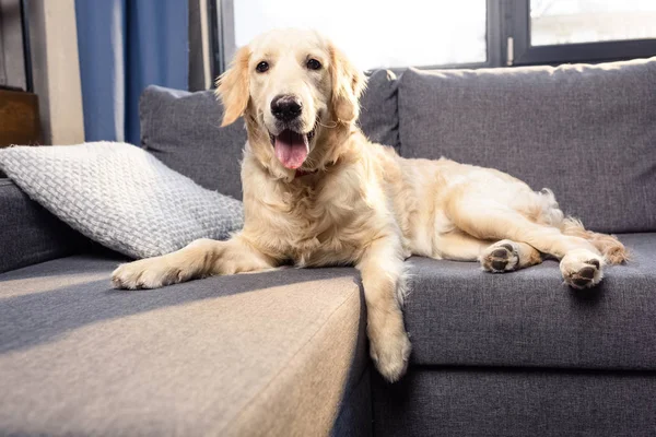 Golden retriever dog — Stock Photo