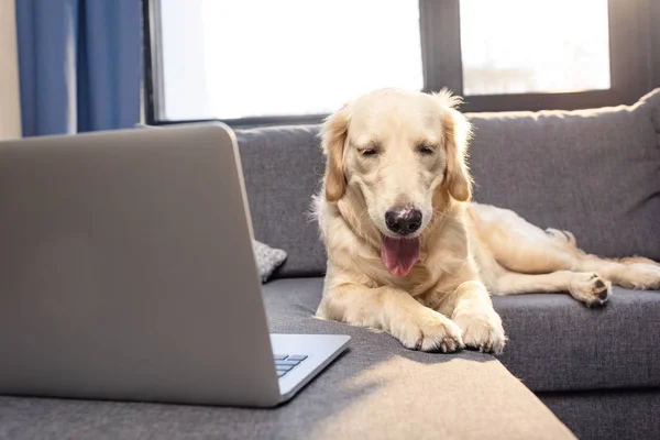 Golden retriever perro - foto de stock