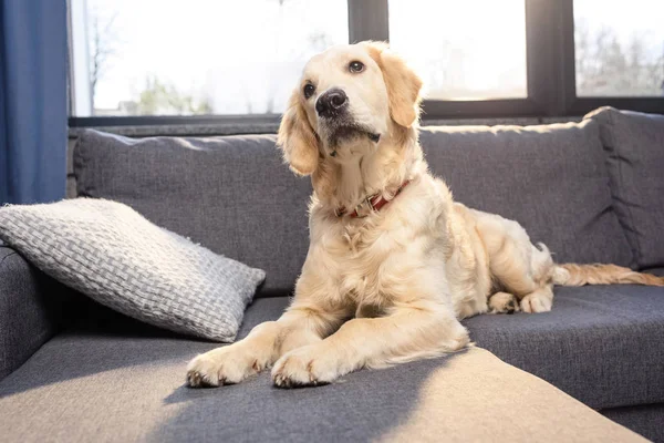 Golden retriever dog — Stock Photo