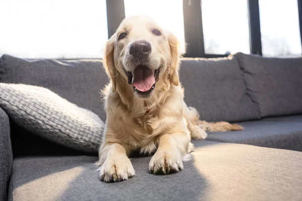 Golden retriever perro - foto de stock