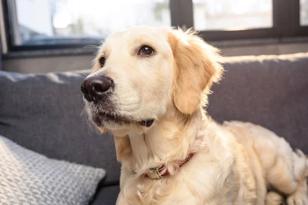 Golden retriever dog — Stock Photo