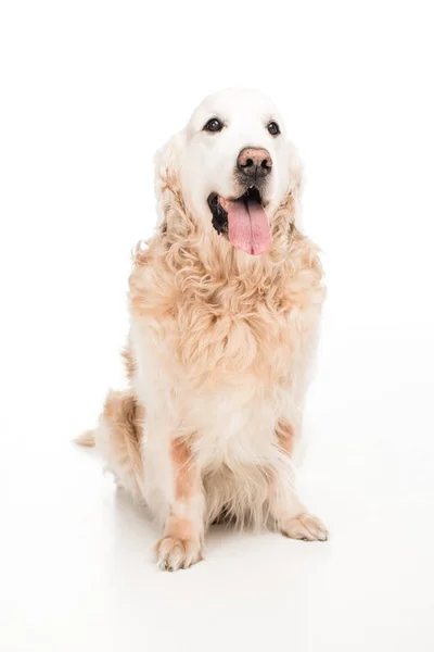 Cão — Fotografia de Stock