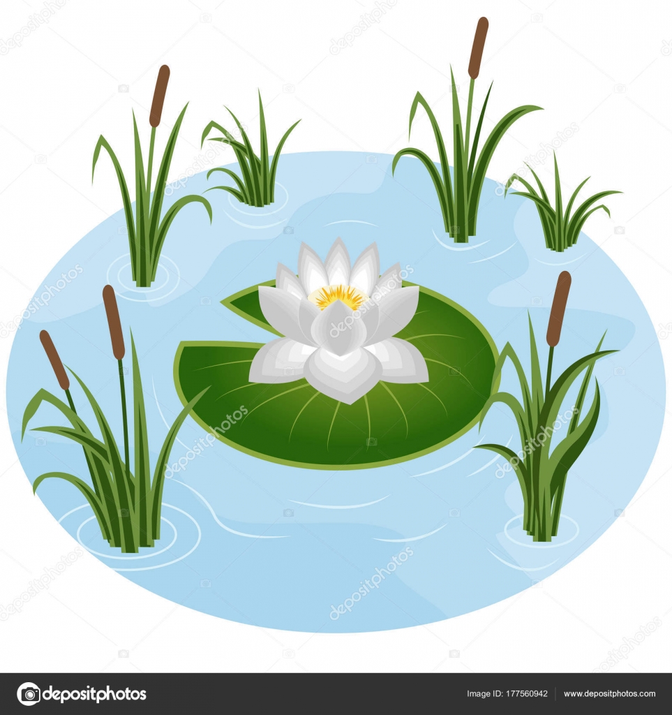 White water lily in pond — Stock Vector © Amarylle #177560942
