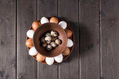 Chicken and quail eggs   clipart