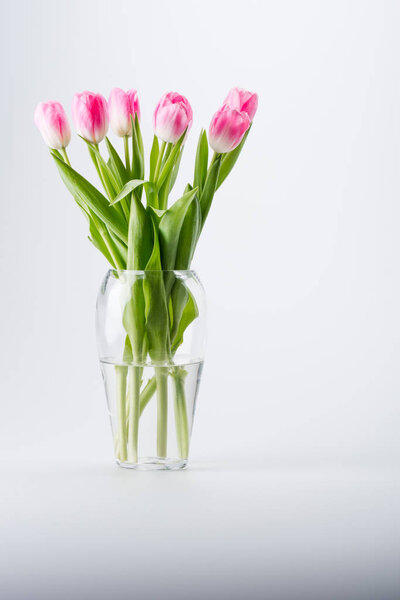 pink tulips in vase