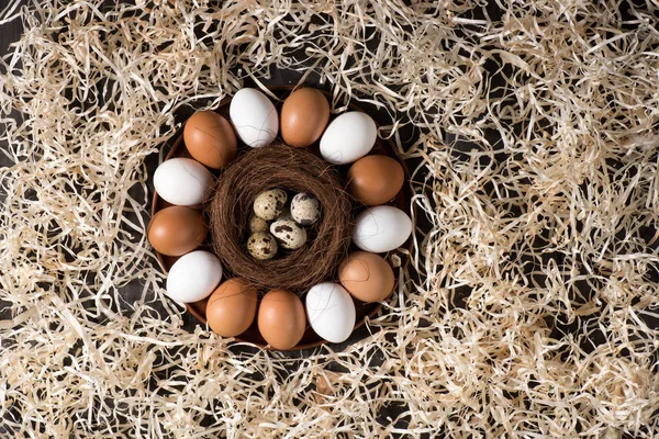 Pollo y huevos de codorniz - foto de stock
