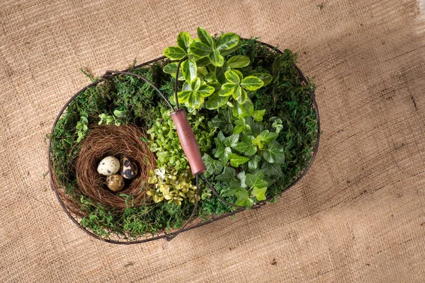 Panier avec plantes et œufs — Photo de stock