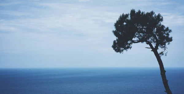 Lonely pine tree on background sea scape