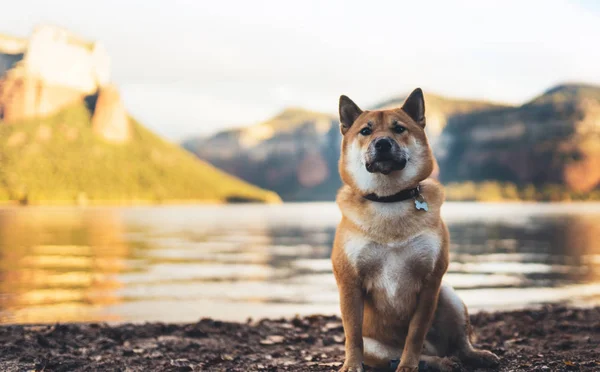 El perro se sienta images libres de droit, photos de El perro se 