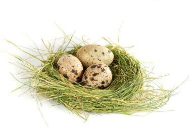 Yuvada bıldırcın yumurtası