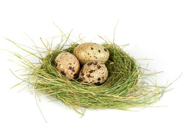 Yuvada bıldırcın yumurtası