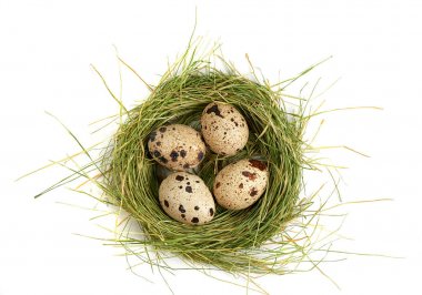 Yuvada bıldırcın yumurtası