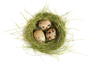 Yuvada bıldırcın yumurtası