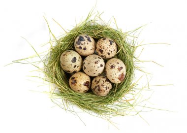 Yuvada bıldırcın yumurtası