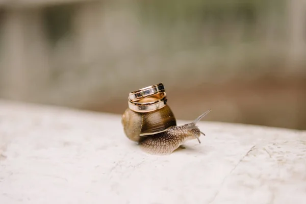 A small snail on the concrete floor carries two wedding rings on
