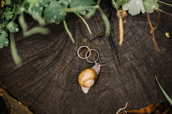 작은 달팽이 나무 그 루터 기, 두 금 weddi로 따라 크롤 링 — 스톡 사진