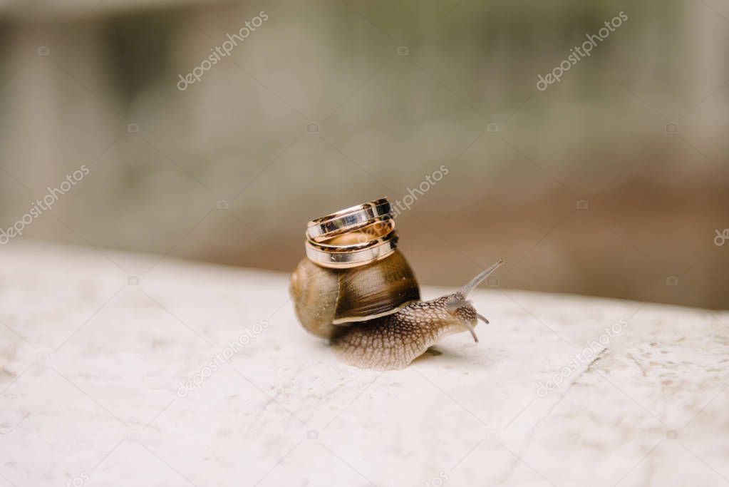 A small snail on the concrete floor carries two wedding rings on