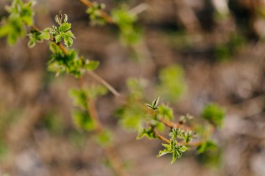 Kuru saplı ahududu çalılarının genç yaprakları bulanık yeşil bir arka plan ve sığ bir tarla derinliği ile yakın plan çiftliği bahçesinde