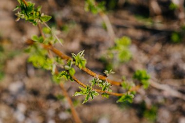 Kuru saplı ahududu çalılarının genç yaprakları bulanık yeşil bir arka plan ve sığ bir tarla derinliği ile yakın plan çiftliği bahçesinde
