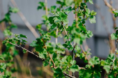 Genç sulu yeşil yapraklar üzümlü çalılara yakın plan ve güneşli bir bahar gününde ev bahçesinde bulanık bir arka plan.