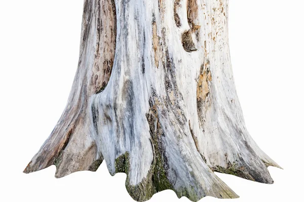 Image of the base of an old dry tree — Stock Photo, Image