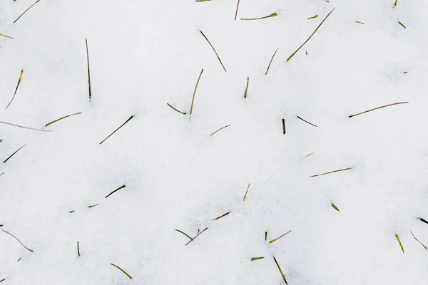 Grasspruiten steken onder de sneeuw uit — Stockfoto