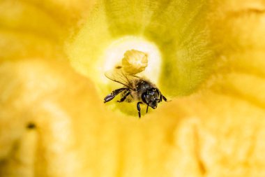 Arılar büyük sarı bir çiçekte nektar toplarlar.