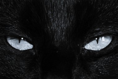 Siyah kedinin ağızlık görüntüsü