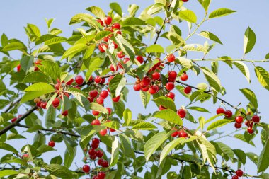 Öğleden sonra bahçede olgun kiraz dalları